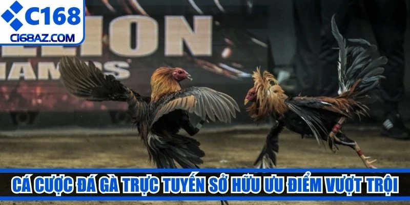 Cá cược đá gà trực tuyến sở hữu những ưu điểm vượt trội