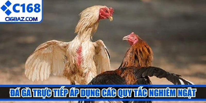 Đá gà trực tiếp áp dụng các quy tắc nghiêm ngặt